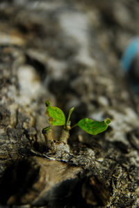 Close-up of insect on plant