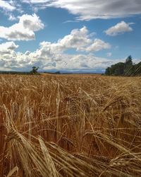 Scenic view of wheat field against sky