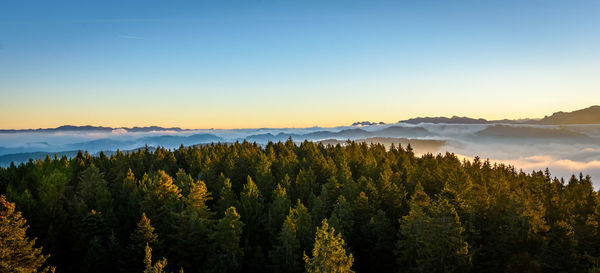 Panoramic view of trees on landscape against sky