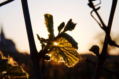 Close-up of flowering plant against sky during sunset