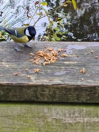 Bird perching on wood