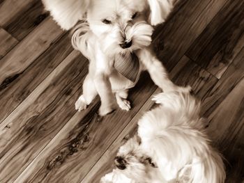 Close-up of puppy on hardwood floor