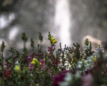 Close-up of plants against blurred background