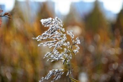 Close-up of wilted plant during winter