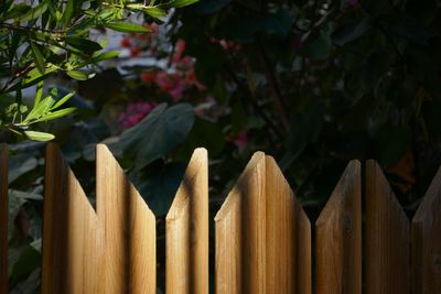 Close-up of fence against plants