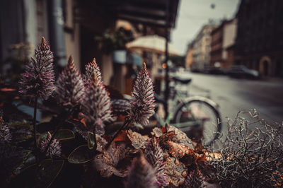 Close-up of flowering plants by street