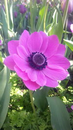 Close-up of pink flower blooming outdoors