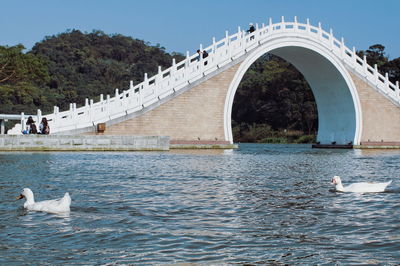 Ducks swimming in river against arch bridge