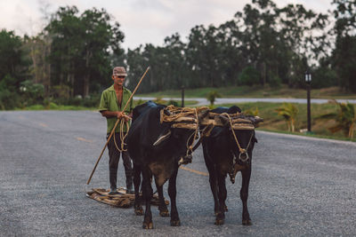 Horse cart on street by trees