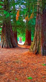 Trees growing in forest during autumn