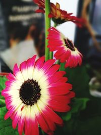 Close-up of pink flower blooming outdoors