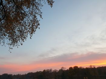 Silhouette trees against sky during sunset