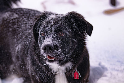 Dog playing in the snow