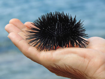 Cropped image of hand holding sea