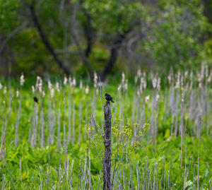 Bird perching on a field