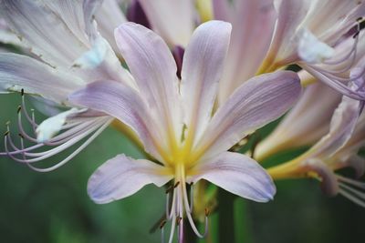 Close-up of day lily