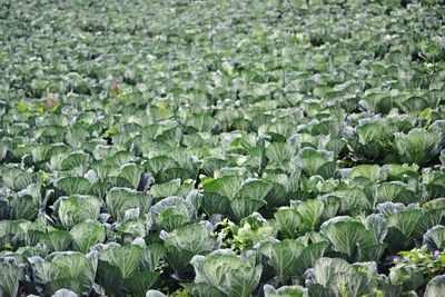 Full frame shot of green cabbage field