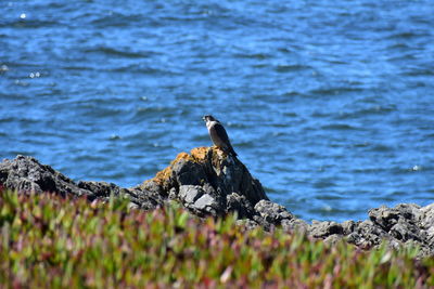 Bird perching on rock by sea