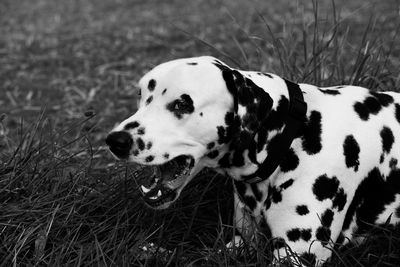 Close-up of dog looking away