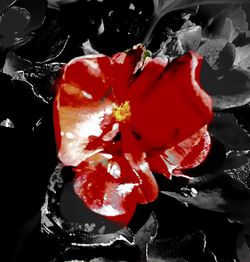 Close-up of red flowers against black background