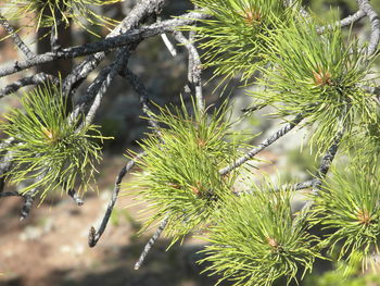 Close-up of pine tree