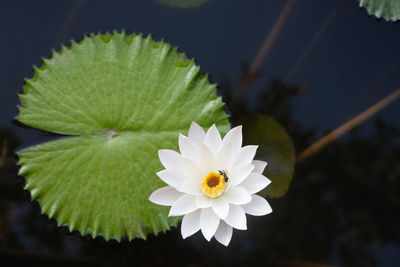 Closed up and macro shot of single lotus flower blossom with beautiful and colorful colors 