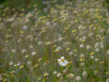 Close-up of flowers growing in grass