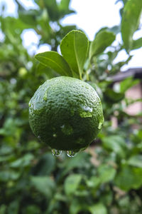 Close-up of fruit on tree