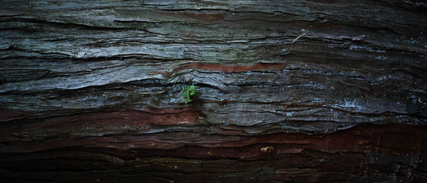 Full frame shot of tree trunk