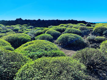 Plants growing on field against clear sky