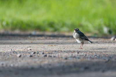 Close-up of bird on road