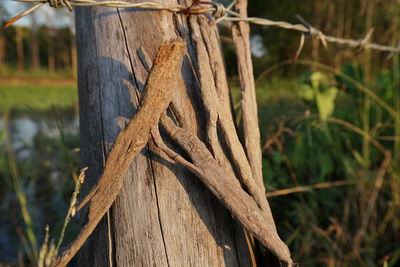 Close-up of tree trunk on field