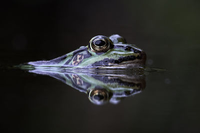 Close-up of frog in water