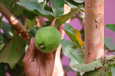 A farmer indict to grow guava on plant with blurred leaves background , gardening concept