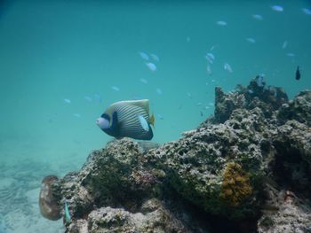 Big blue fish swimming in sea