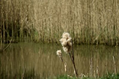 Dry grass on field by lake