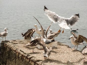 Flock of seagulls at beach