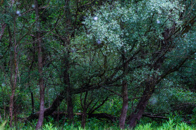 Trees in forest