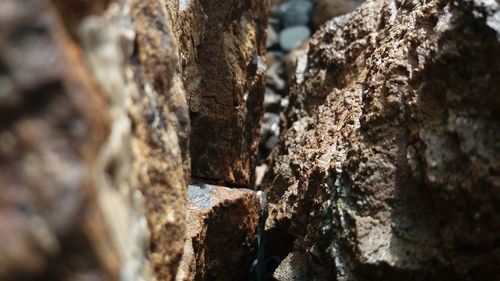 Close-up of tree trunk