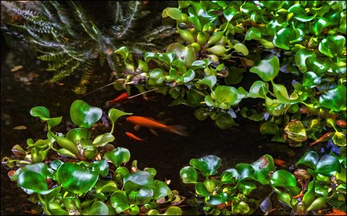 Close-up of duck swimming in water