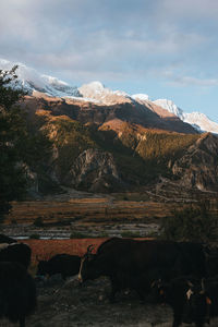 Cows on field against sky