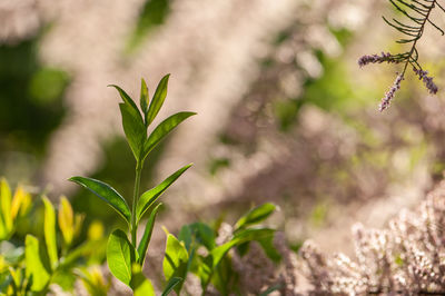 Close-up of plant growing on field