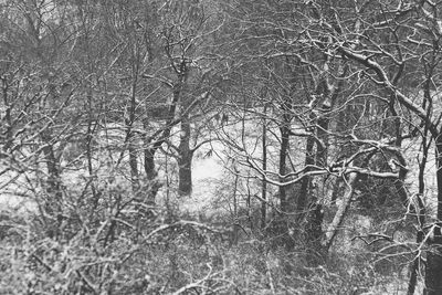 Bare trees in forest during winter