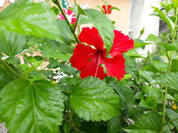 Close-up of red hibiscus on plant