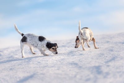 Dogs on snow covered landscape