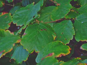 Close-up of leaves