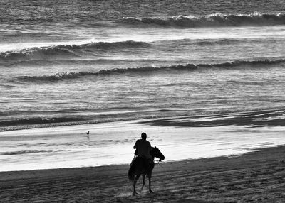 Dog on beach by sea against sky