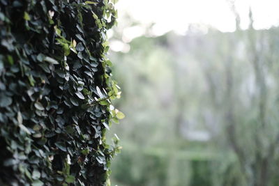 Close-up of tree trunk