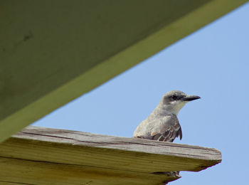 Low angle view of gray king bird perching on wood against sky