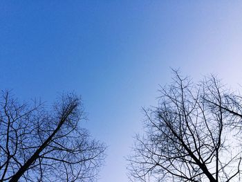 Low angle view of bare tree against blue sky